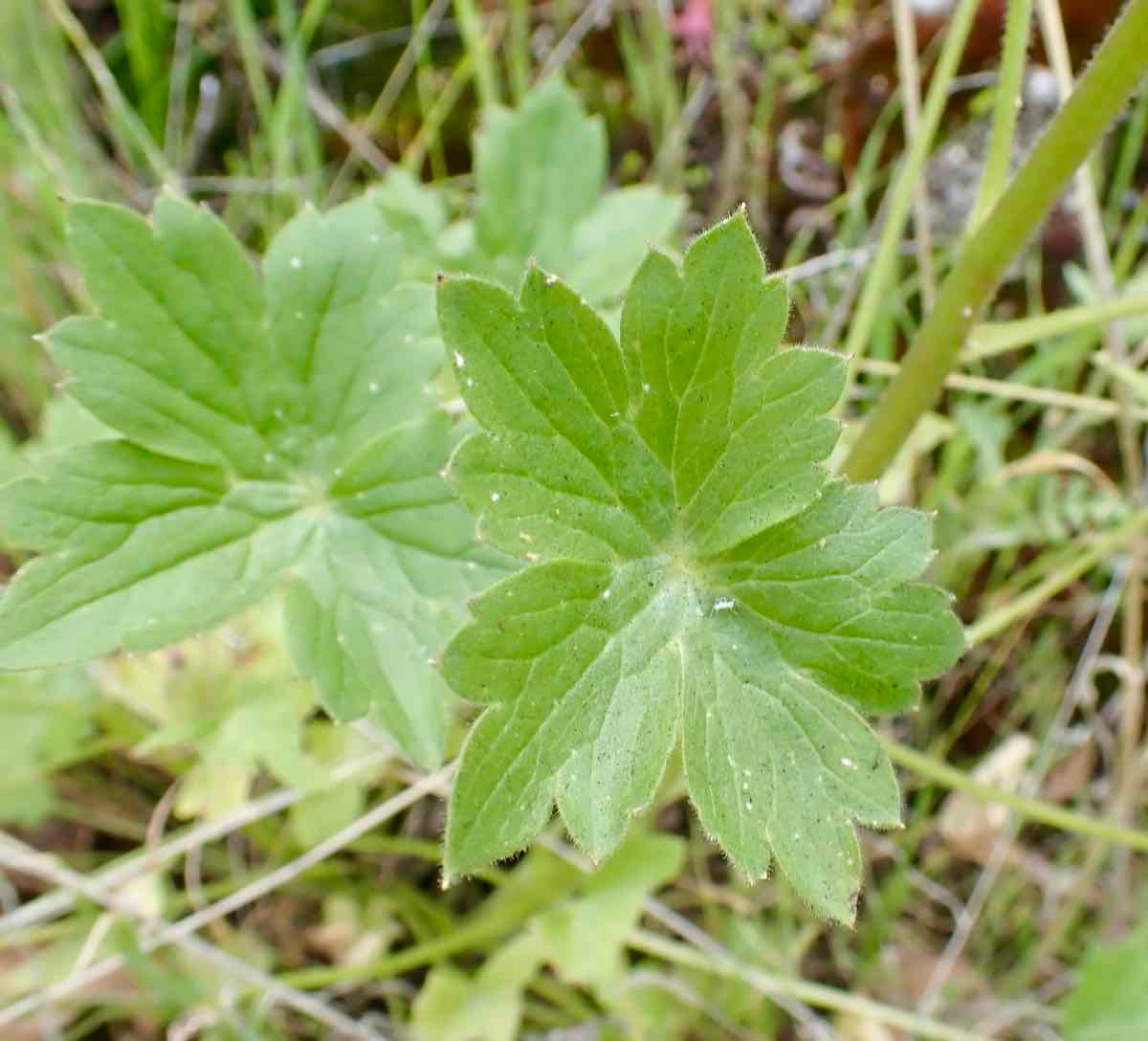 Delphinium purpusii