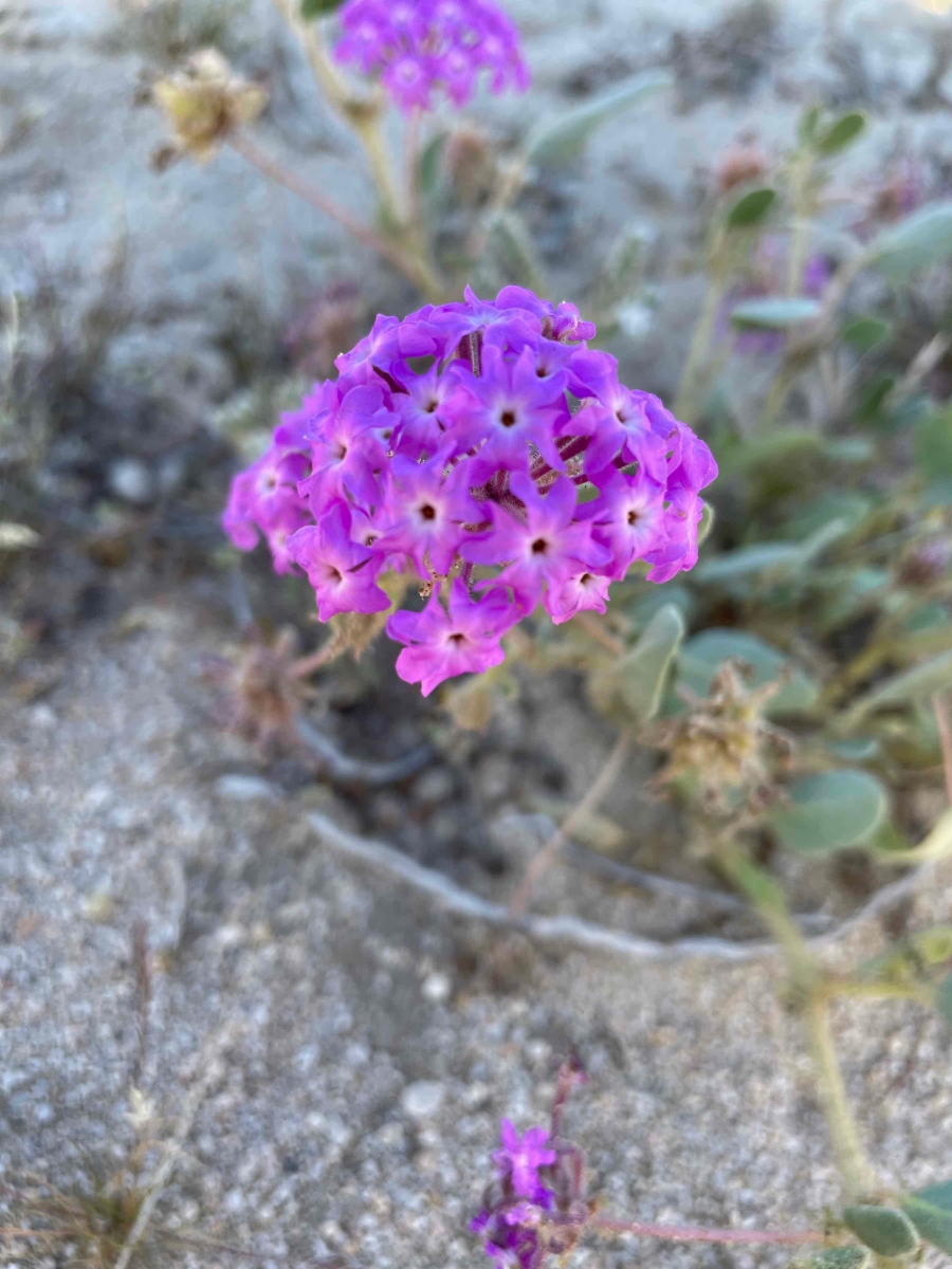 Abronia villosa var. villosa