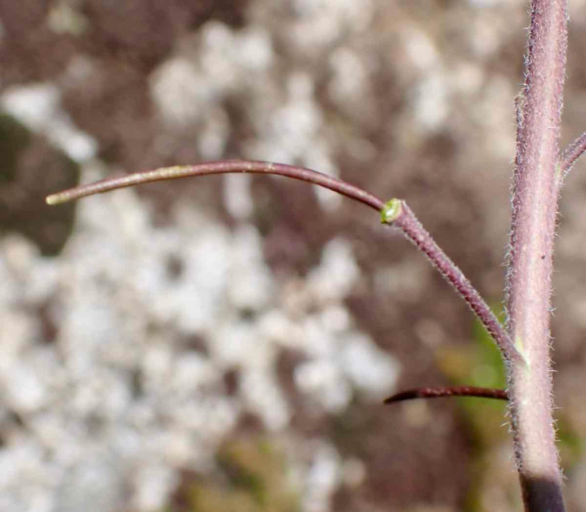 Boechera arcuata