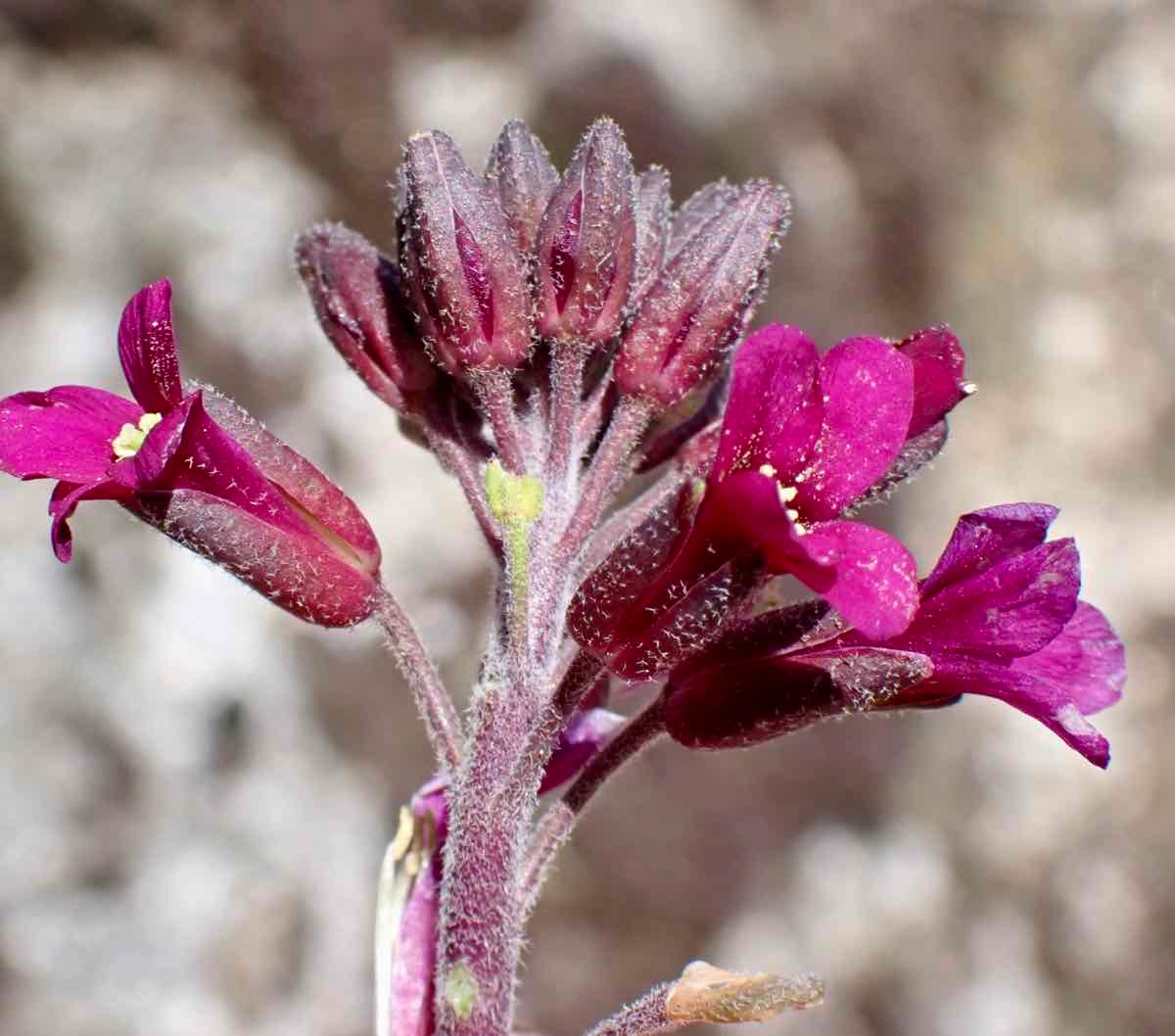 Boechera arcuata