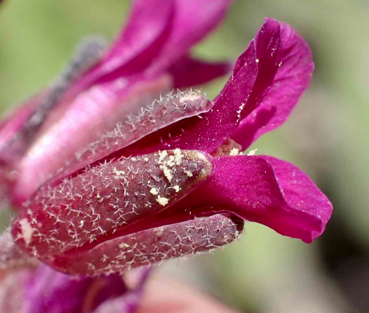 Boechera arcuata