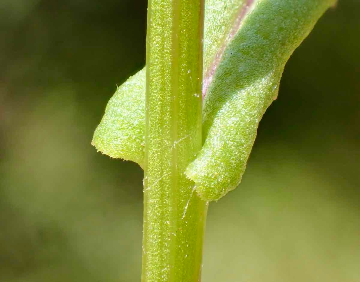 Senecio californicus