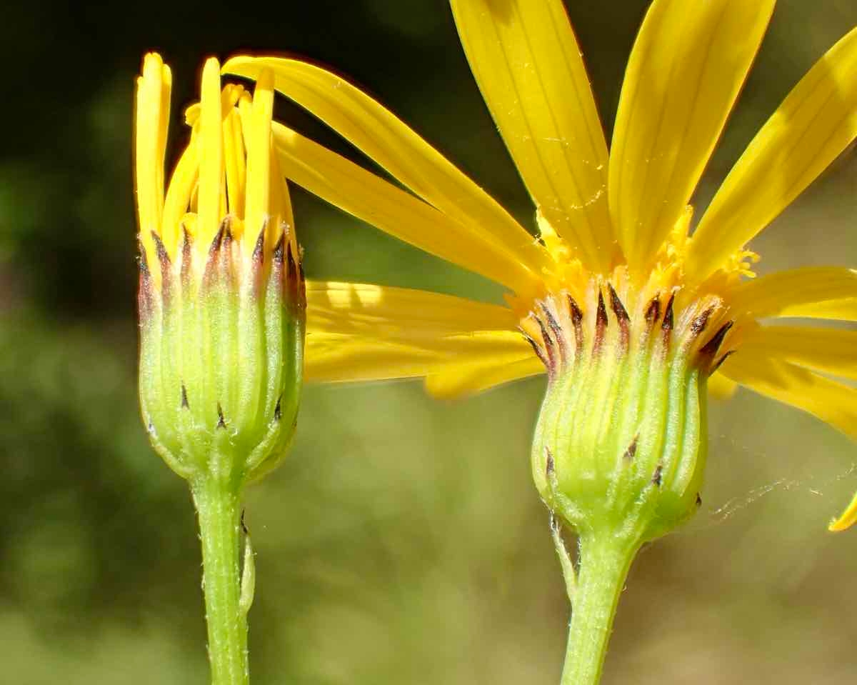 Senecio californicus