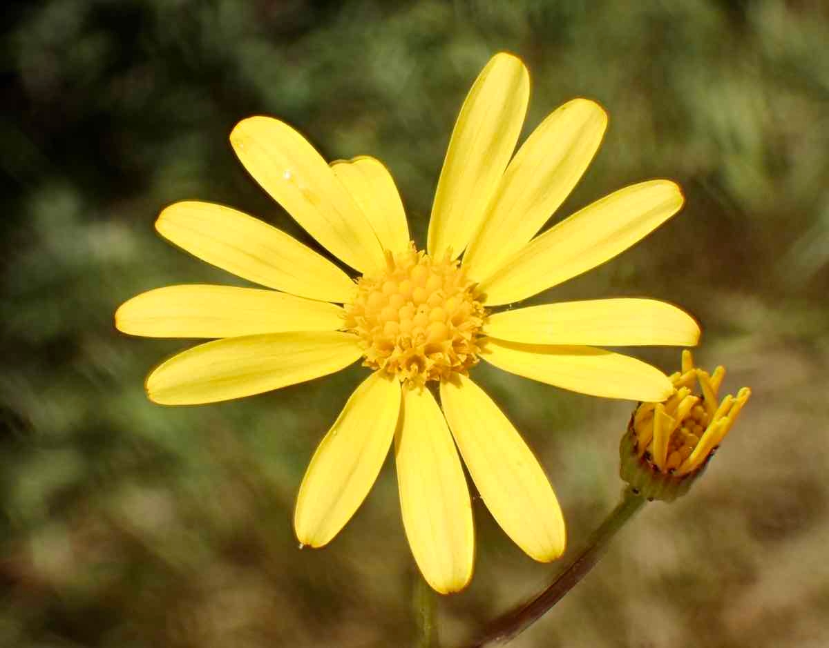 Senecio californicus