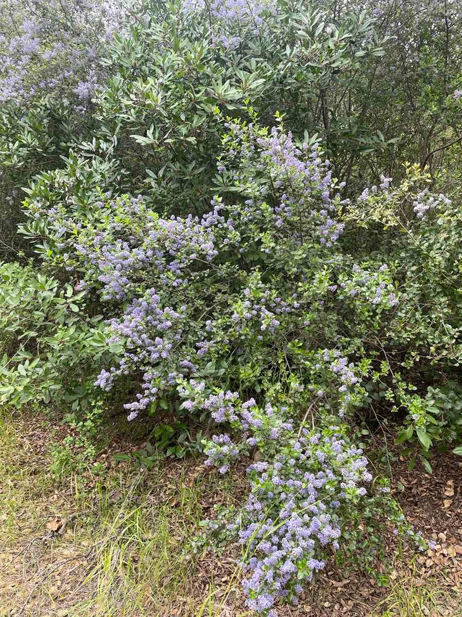 Ceanothus tomentosus