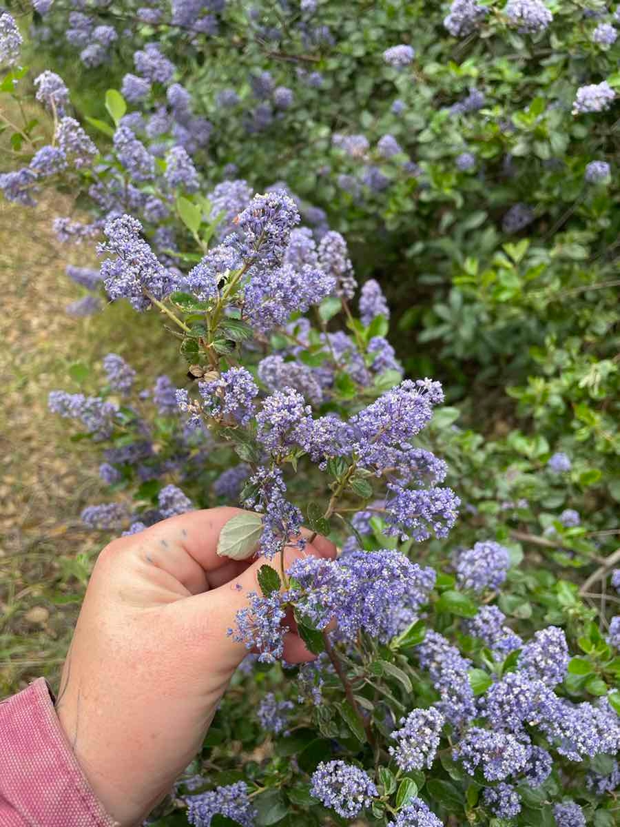 Ceanothus tomentosus