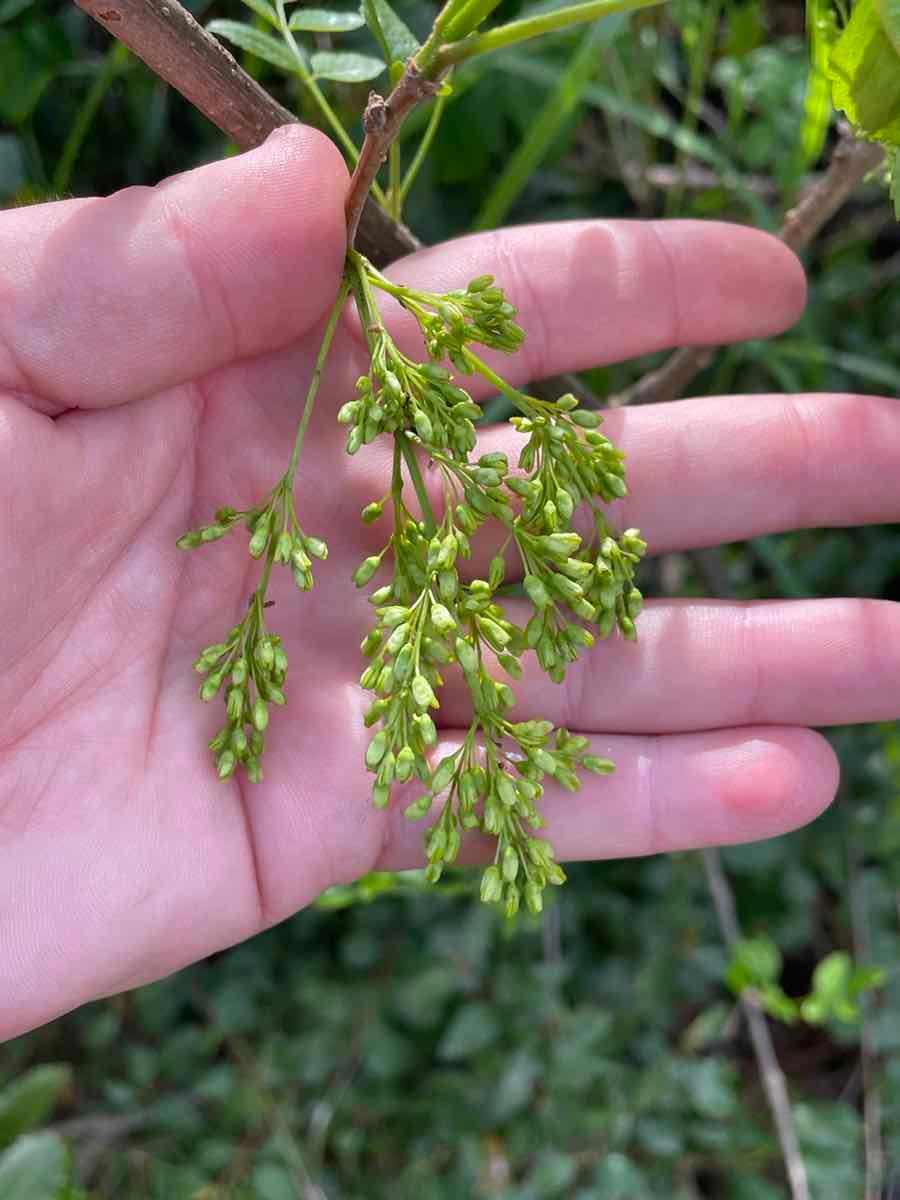 Fraxinus dipetala