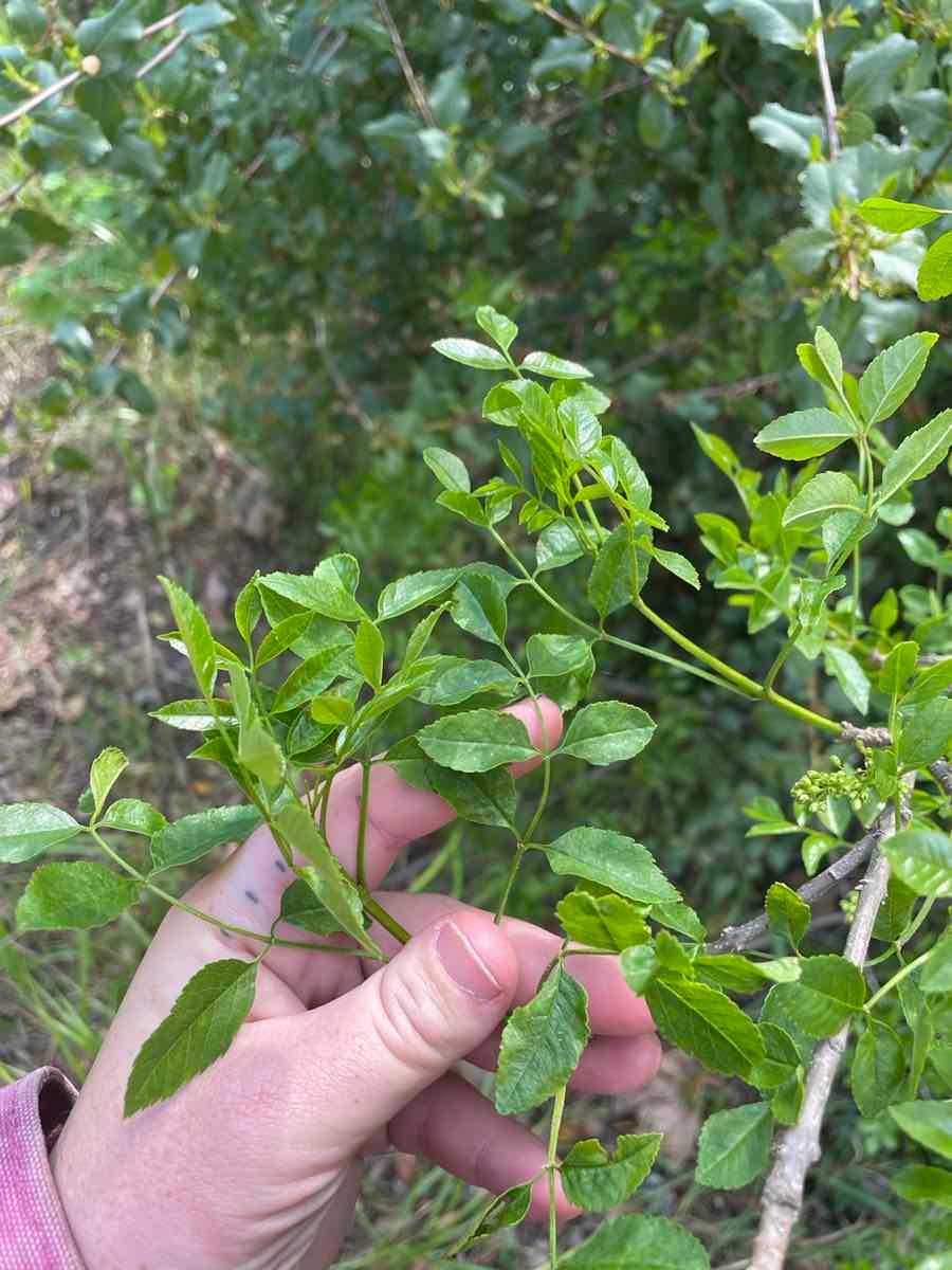 Fraxinus dipetala