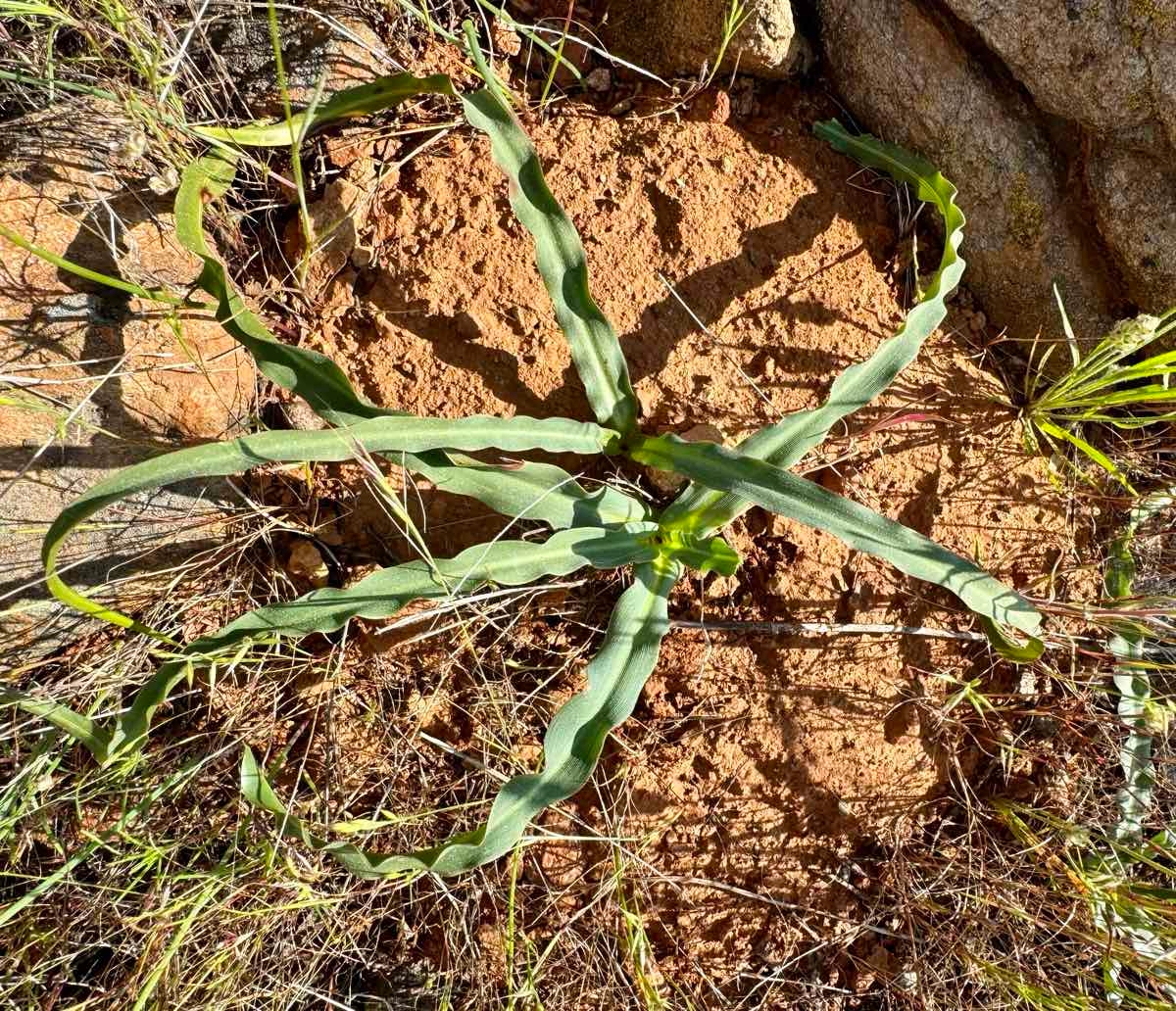 Chlorogalum grandiflorum