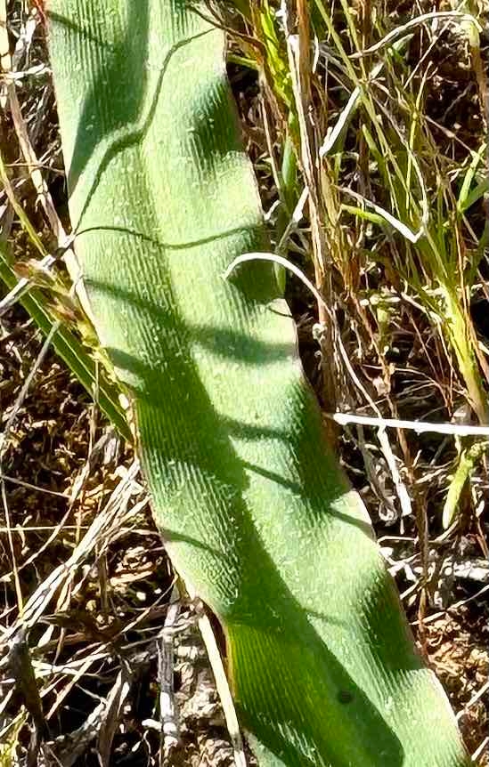 Chlorogalum grandiflorum