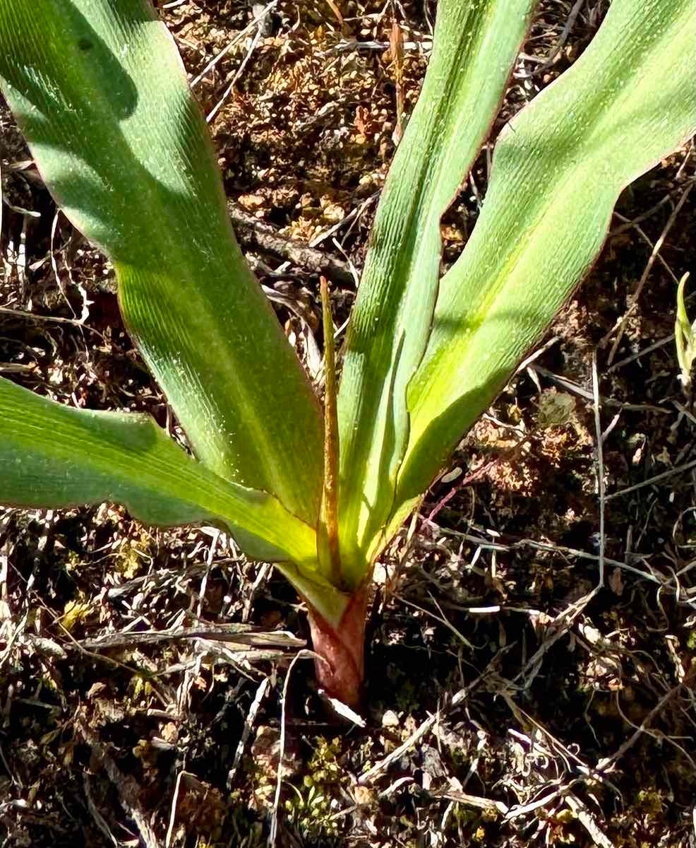 Chlorogalum grandiflorum