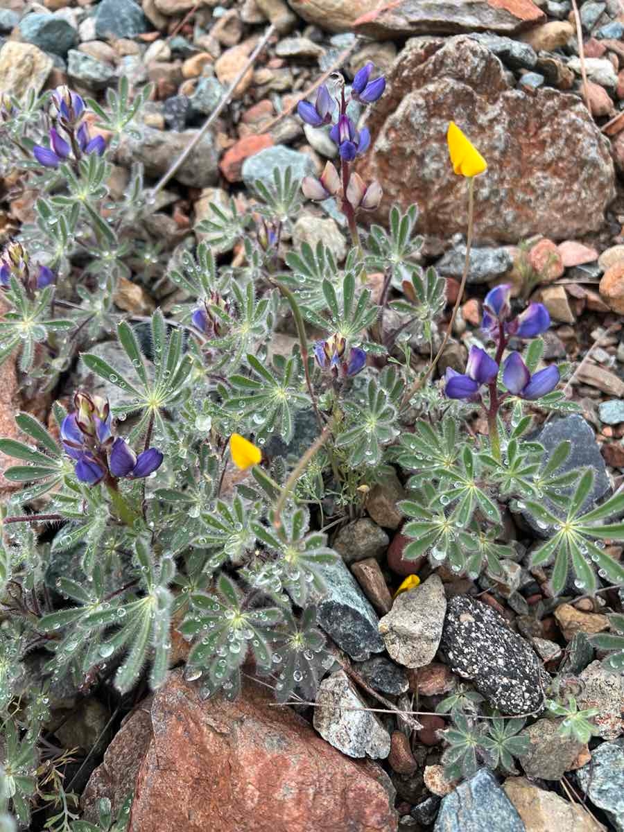 Lupinus spectabilis