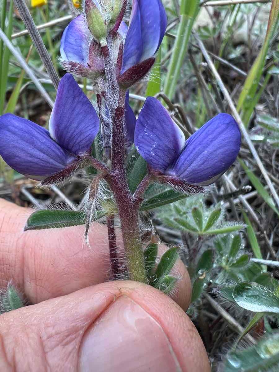 Lupinus spectabilis