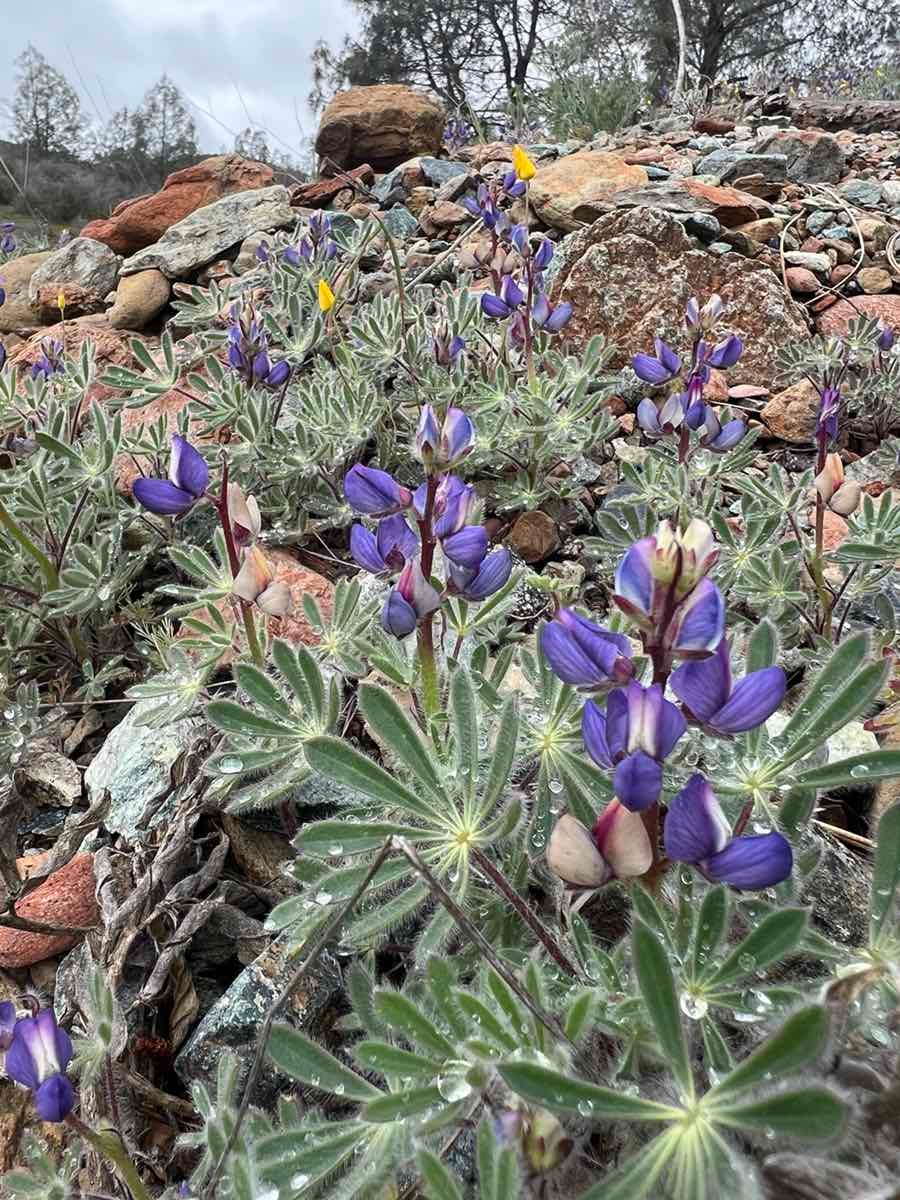 Lupinus spectabilis