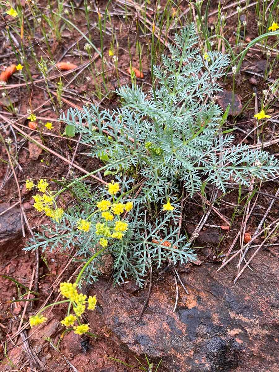 Lomatium congdonii