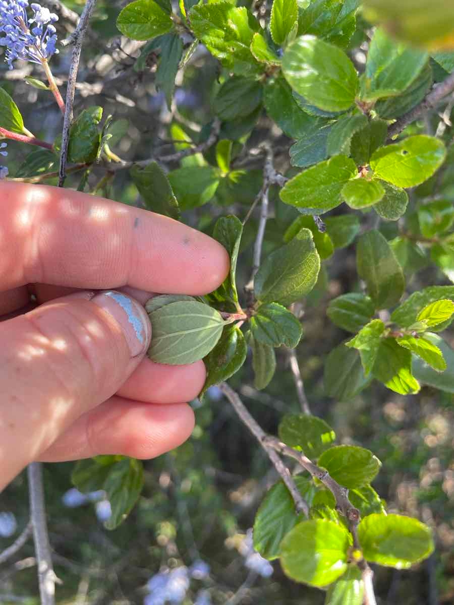 Ceanothus tomentosus