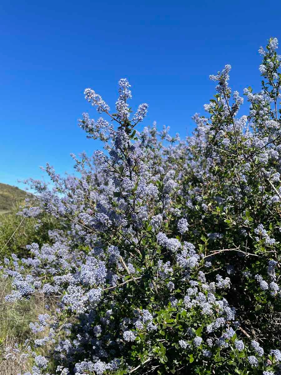 Ceanothus tomentosus