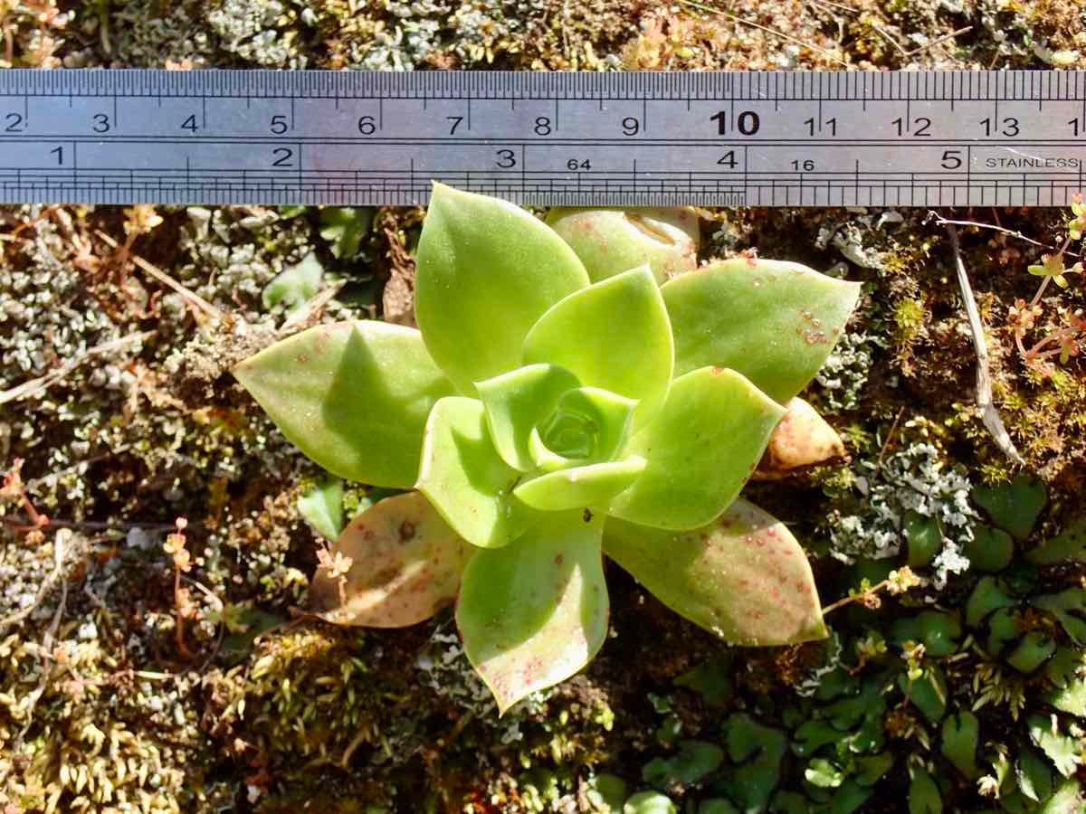 Dudleya stolonifera