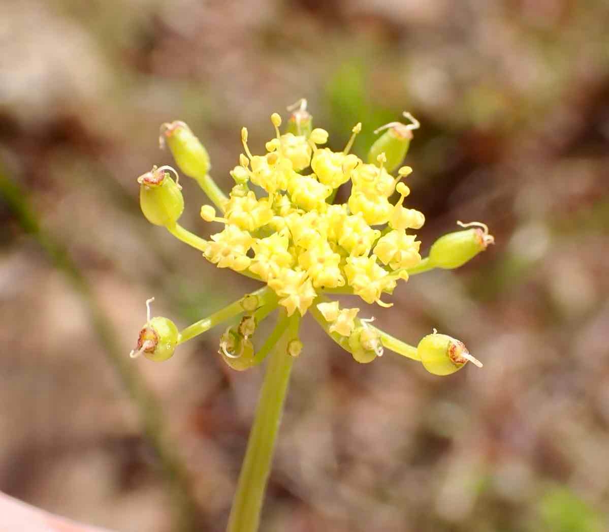 Lomatium congdonii