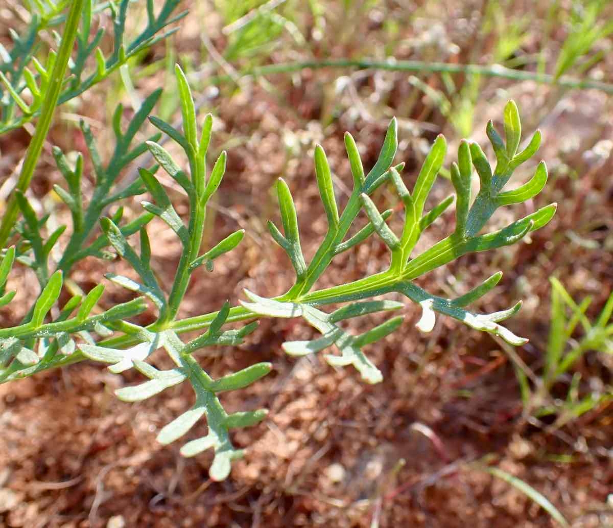 Lomatium congdonii