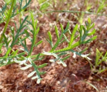 Lomatium congdonii