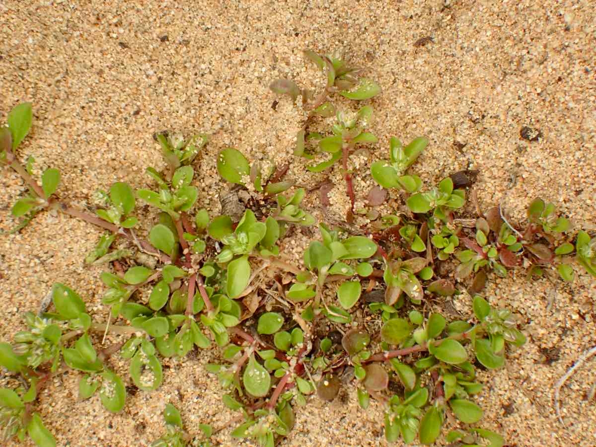 Polycarpon tetraphyllum ssp. depressum