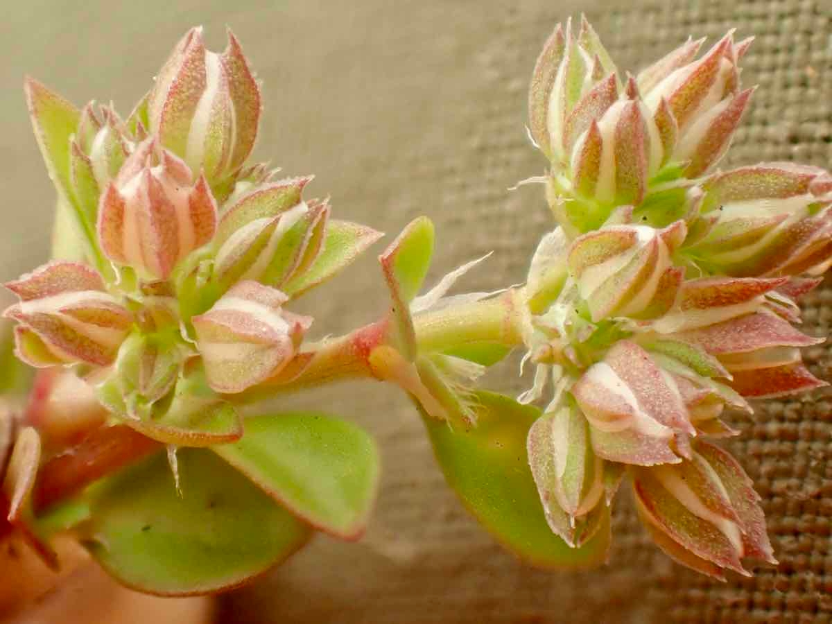 Polycarpon tetraphyllum ssp. depressum