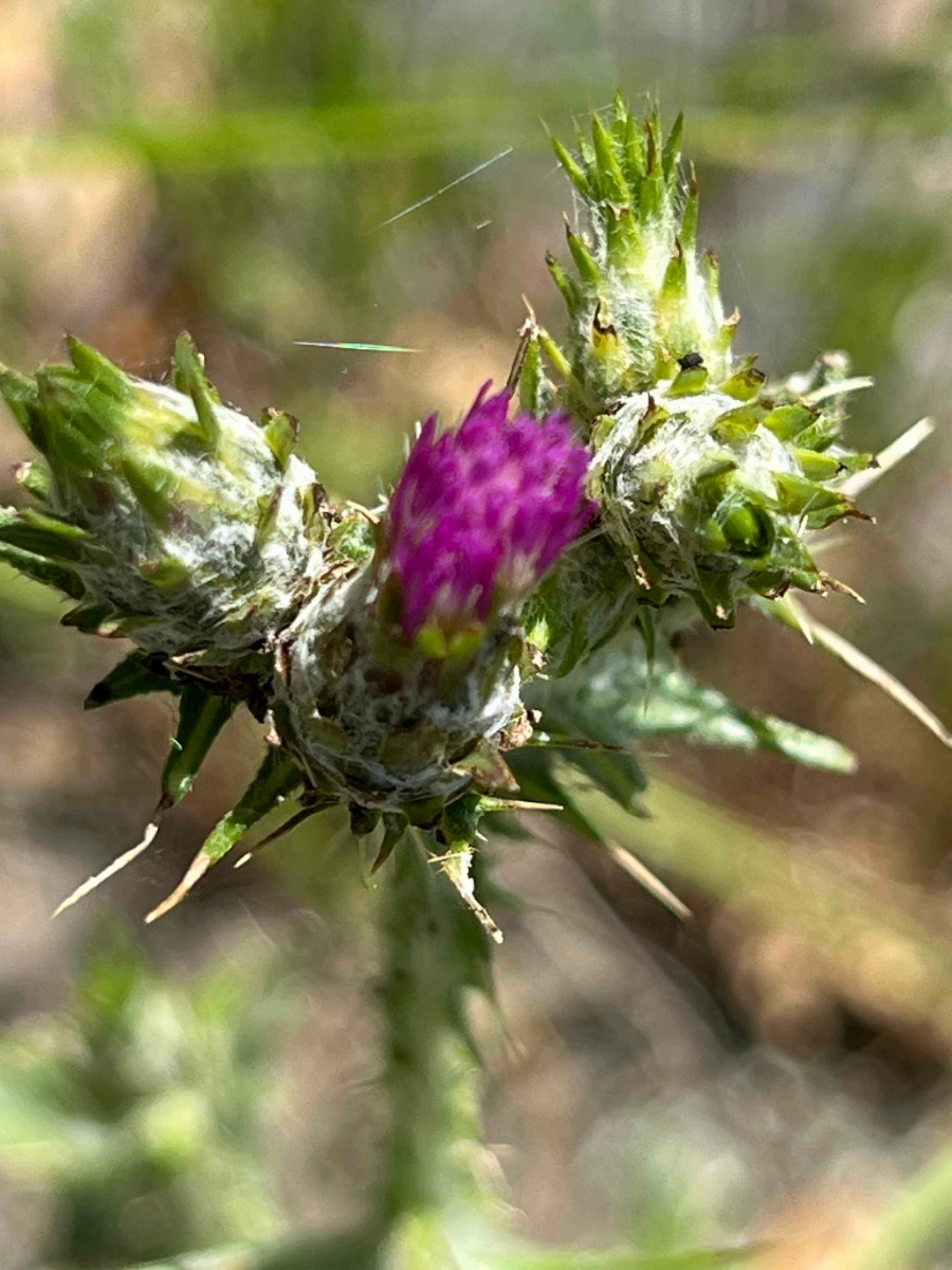 Carduus pycnocephalus