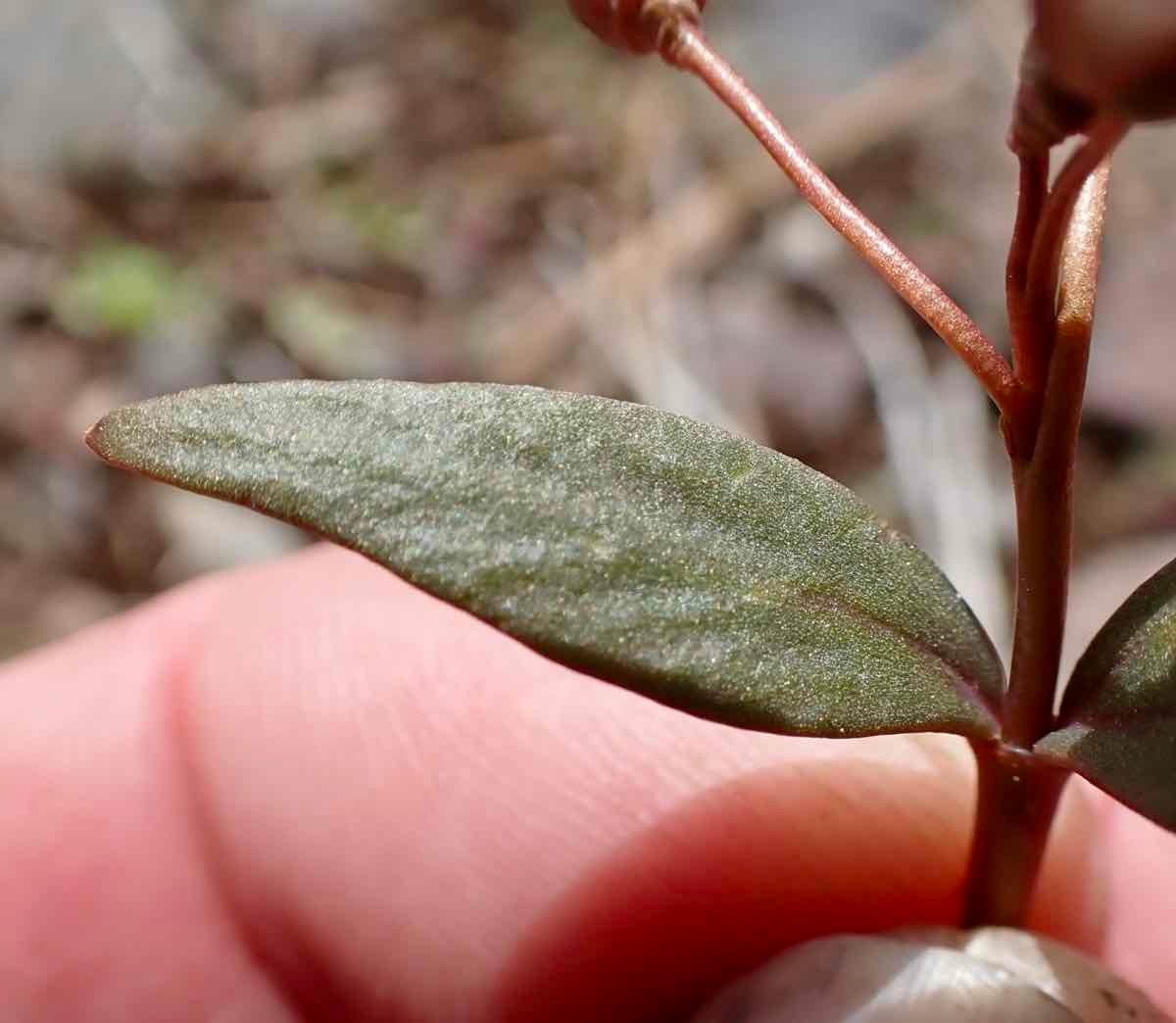 Claytonia crawfordii