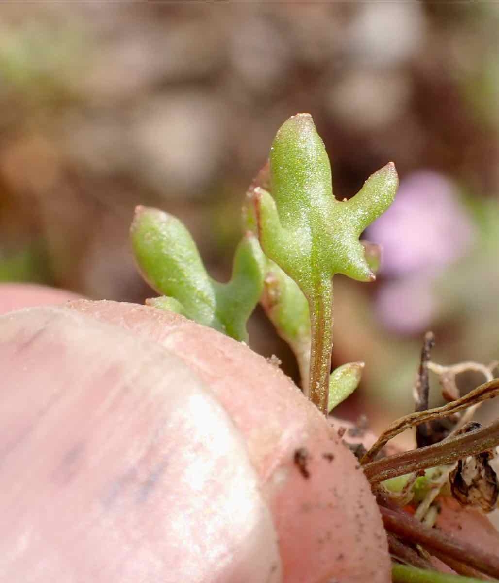 Idahoa scapigera