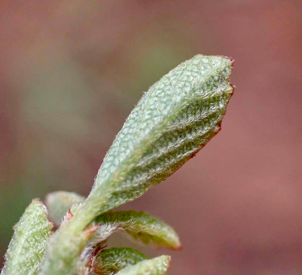 Ceanothus fresnensis