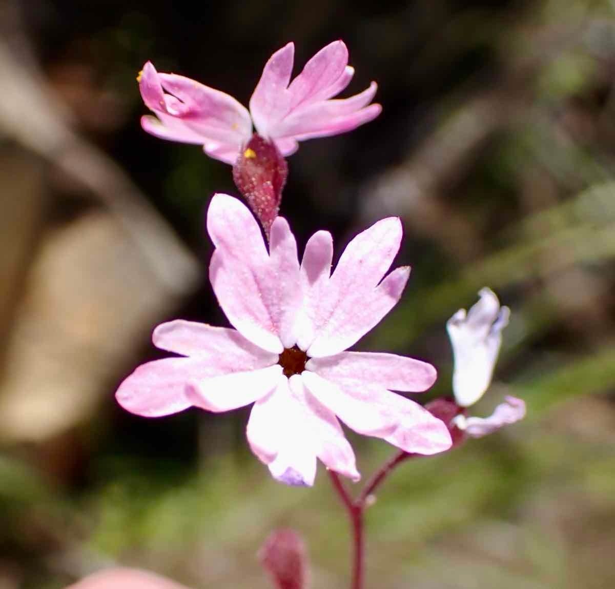 Lithophragma parviflorum var. trifoliatum