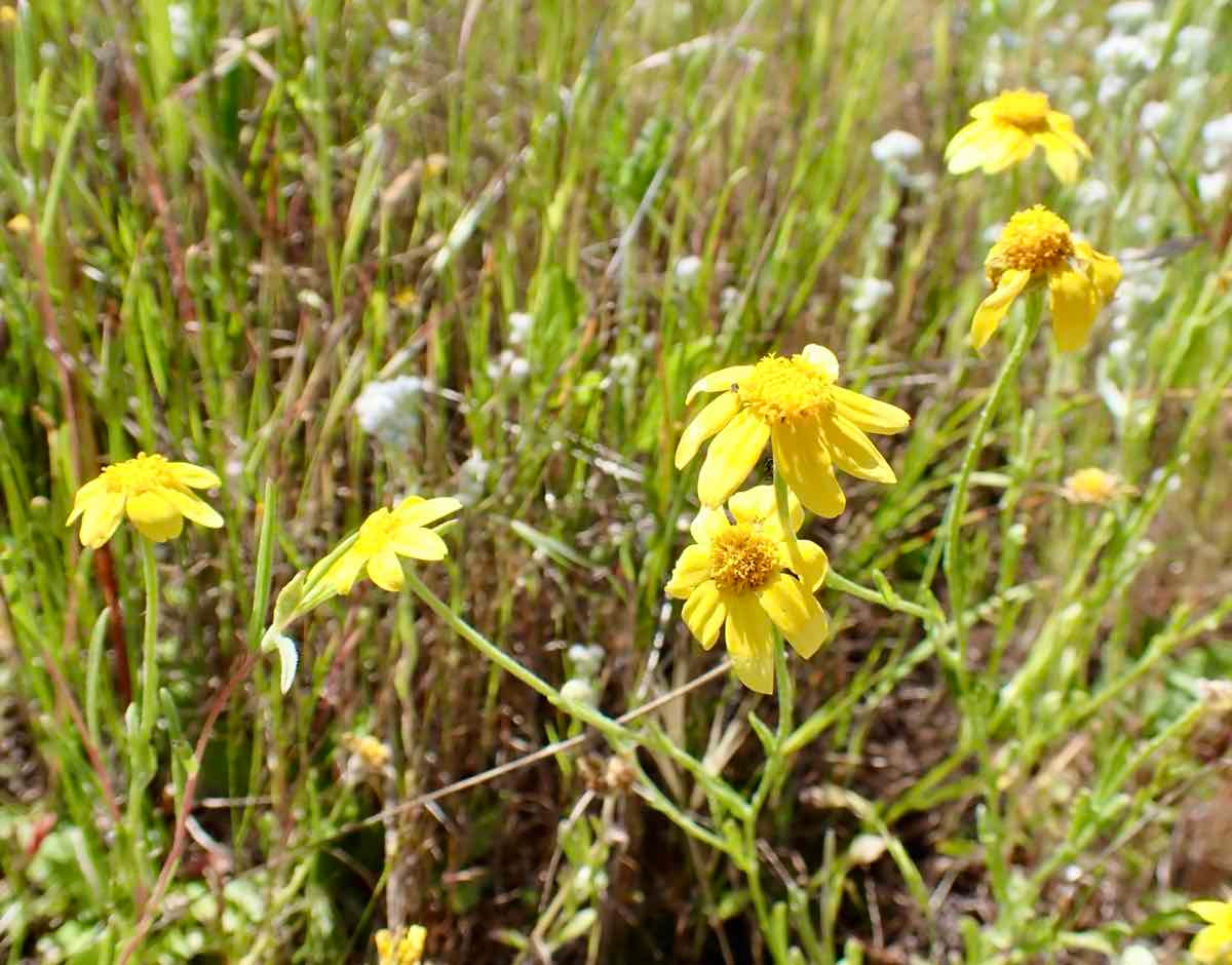 Pseudobahia bahiifolia