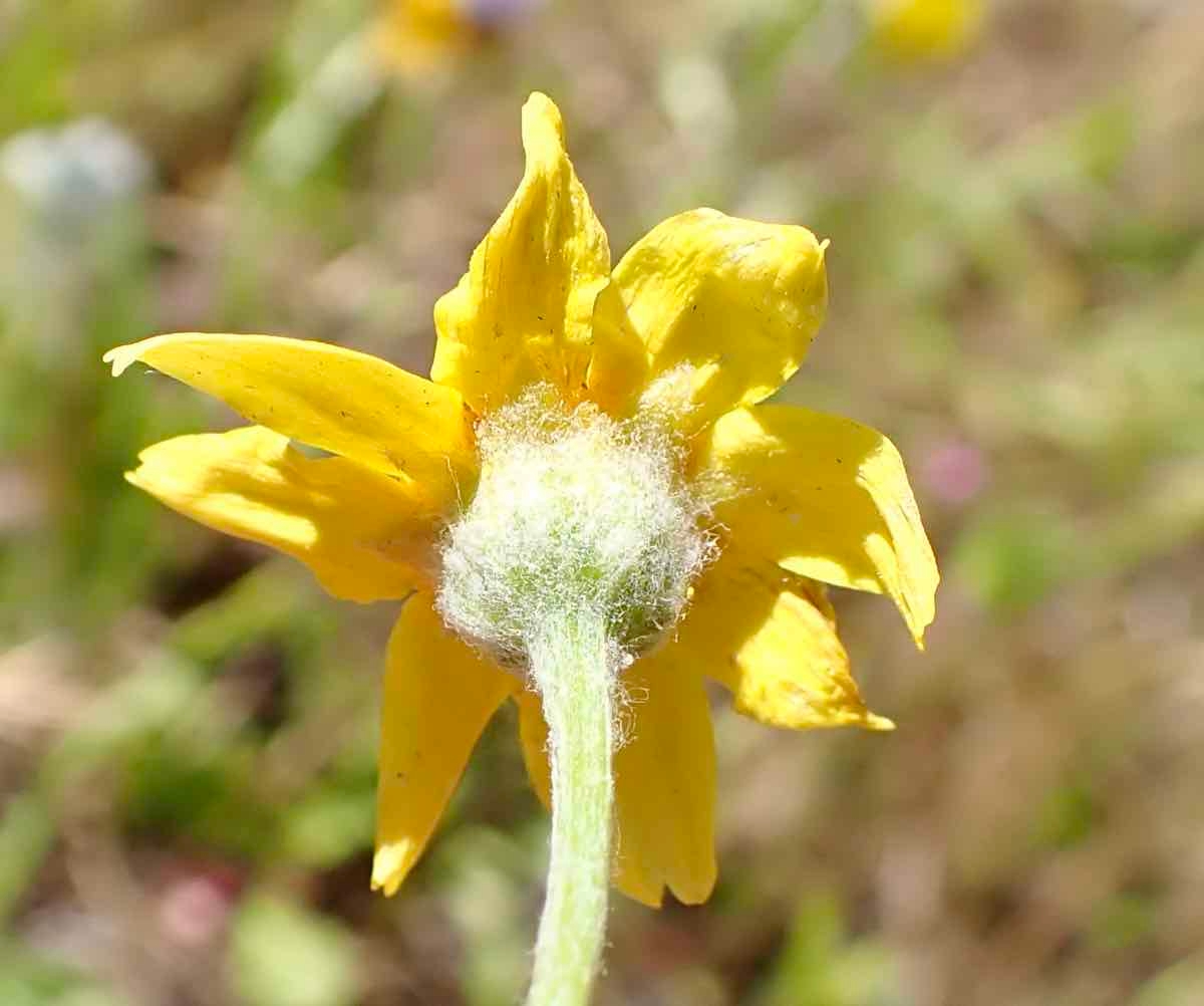 Pseudobahia bahiifolia