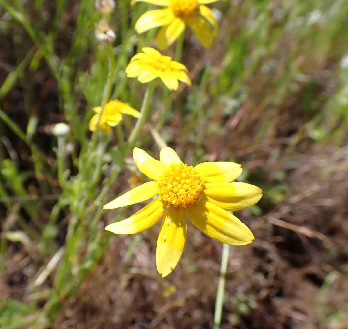 Pseudobahia bahiifolia