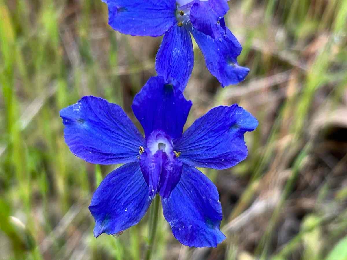 Delphinium variegatum ssp. variegatum