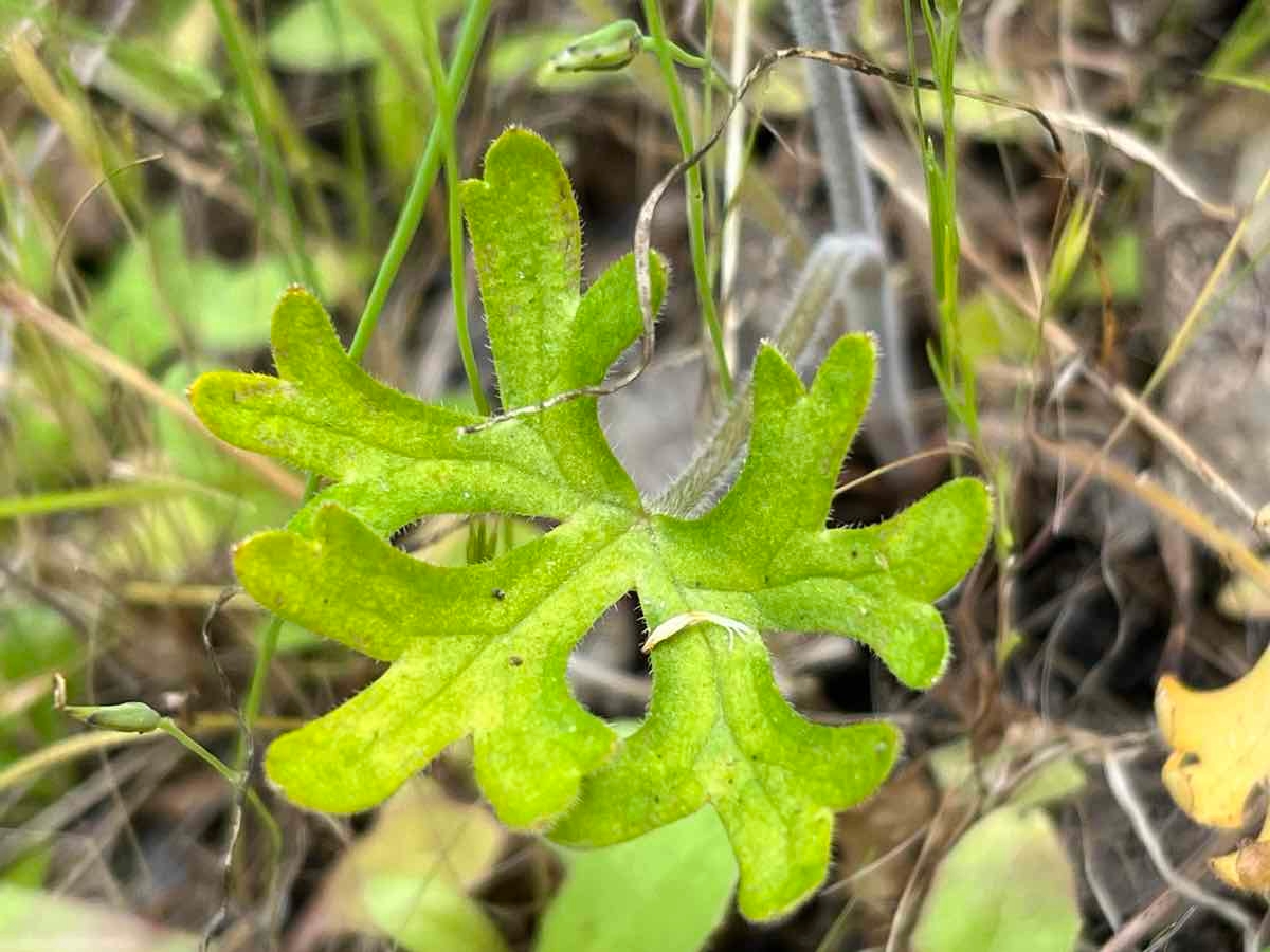 Delphinium variegatum ssp. variegatum