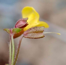 Erythranthe serpentinicola