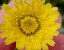 Malacothrix incana
