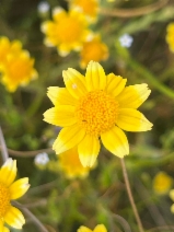 Lasthenia fremontii