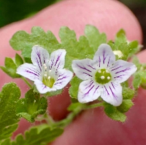 Eucrypta chrysanthemifolia var. chrysanthemifolia