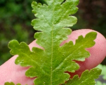 Eucrypta chrysanthemifolia var. chrysanthemifolia