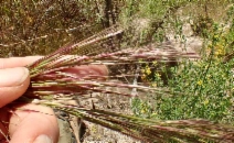 Stipa coronata