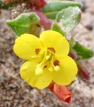 Camissoniopsis cheiranthifolia ssp. cheiranthifolia