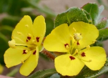 Camissoniopsis cheiranthifolia ssp. cheiranthifolia