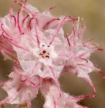 Chorizanthe membranacea