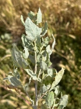 Atriplex argentea