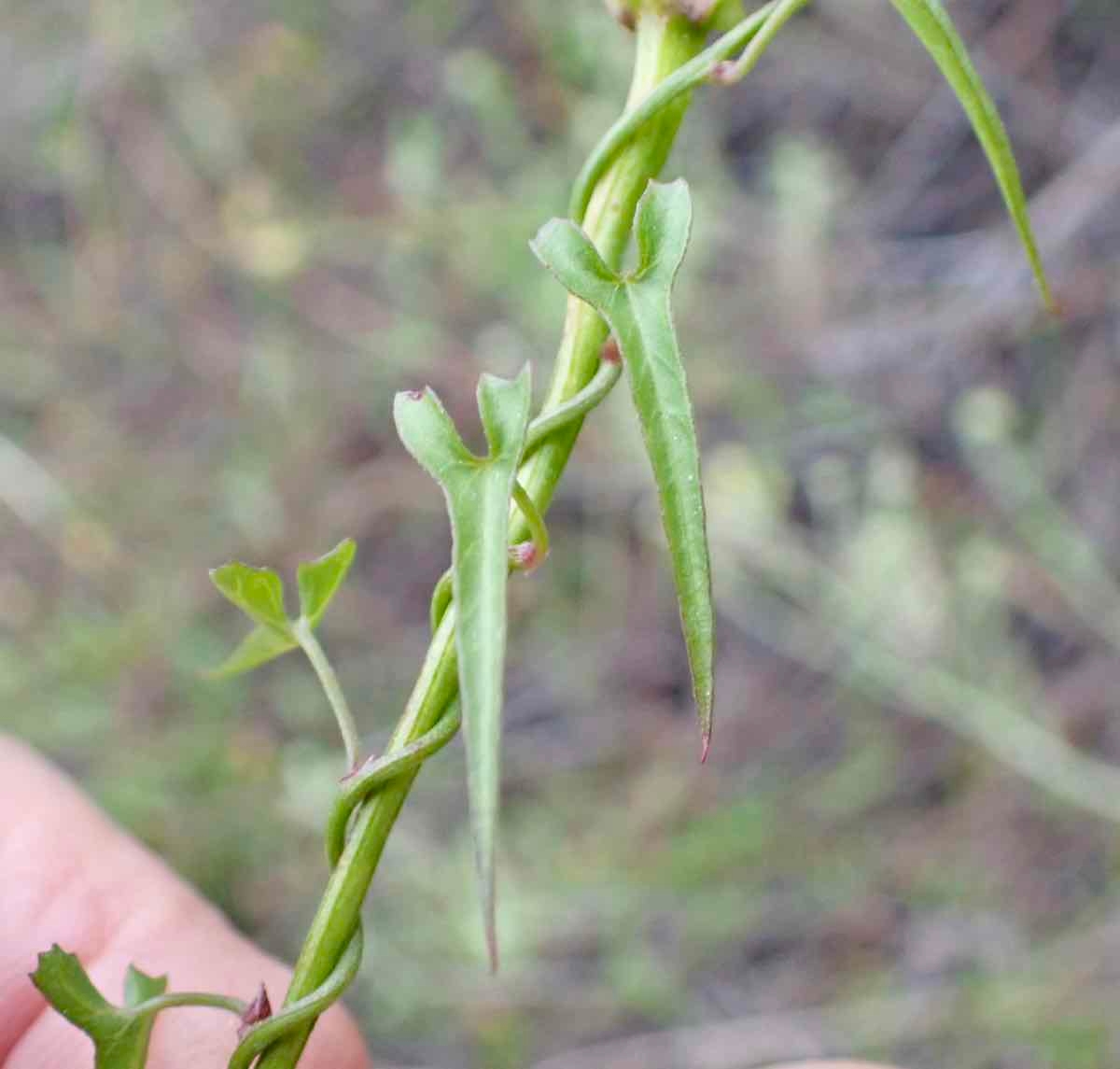 Calystegia macrostegia ssp. cyclostegia