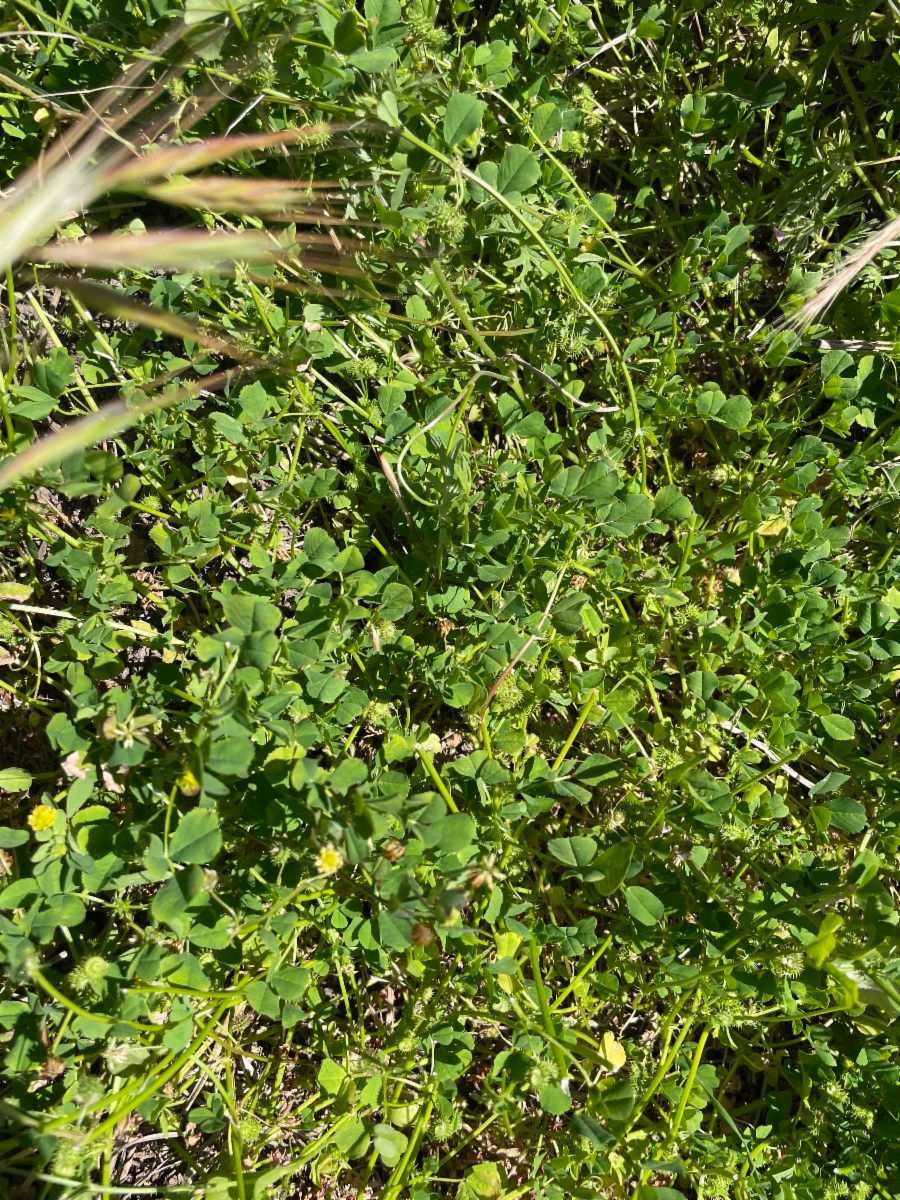 Medicago minima