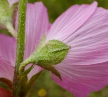 Sidalcea malviflora